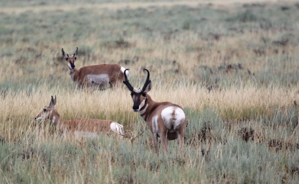 Pronghorns may be the most under appreciated game animal in Texas. Very few Texans see them so they’re out of sight out of mind. Texas does however have a population that has struggled.