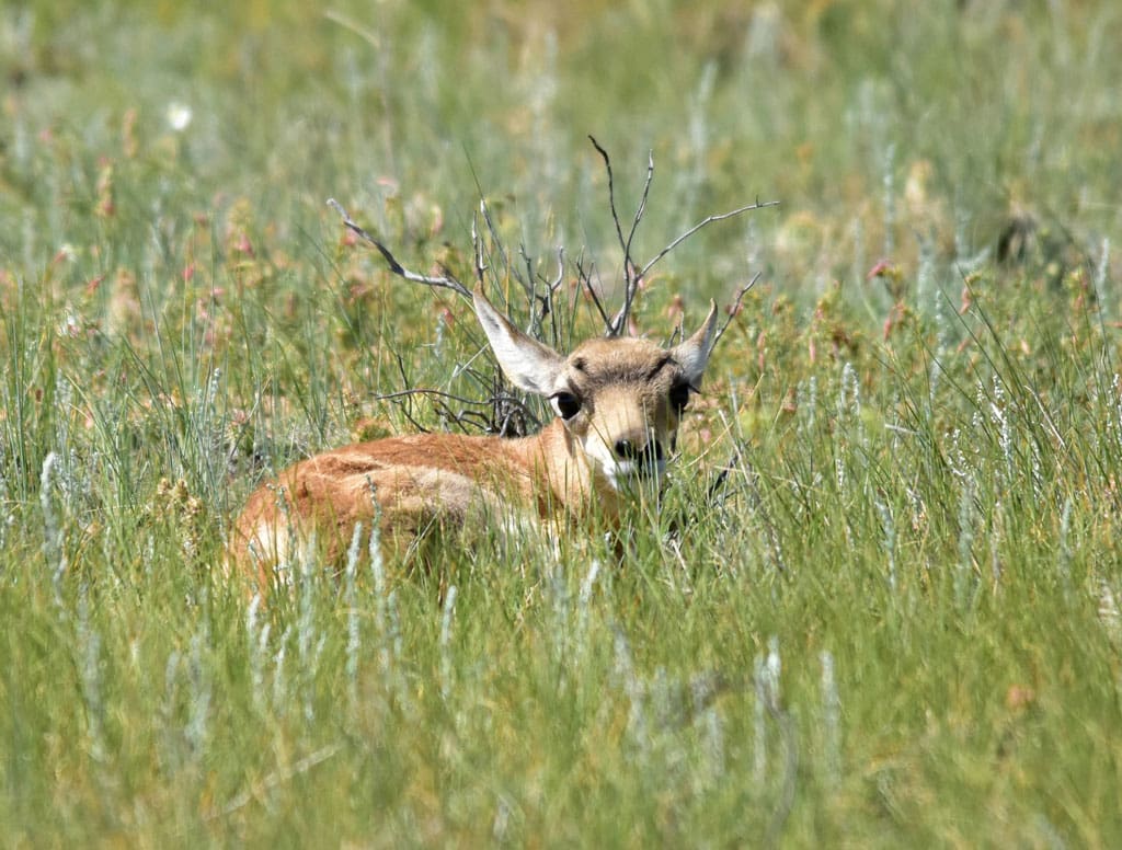 Pronghorn recruitment rates can vary greatly with drought and predation having a big impact.