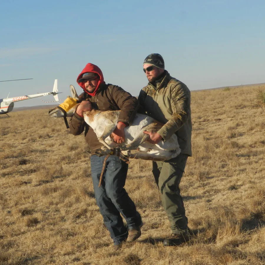 Texas Parks & Wildlife Department officials have done successful reintroductions of pronghorn in depleted areas.