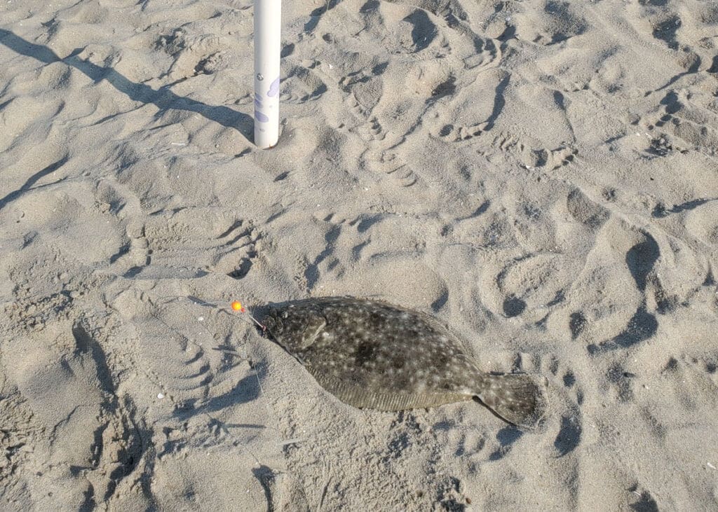 flounder on the beach