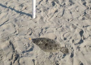 flounder on the beach