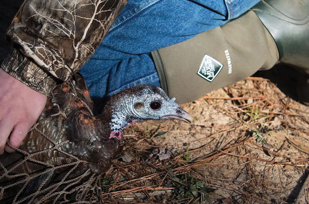 Capturing turkeys for GPS collaring and taking blood tests, etc is an important part of wild turkey research.