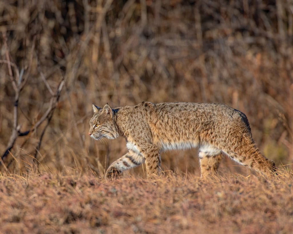 Bobcats and other wild felines have been reported in areas where they are not supposed to be.