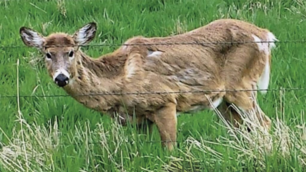 CWD