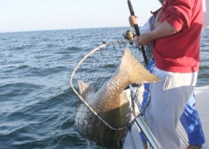 landing a big fish