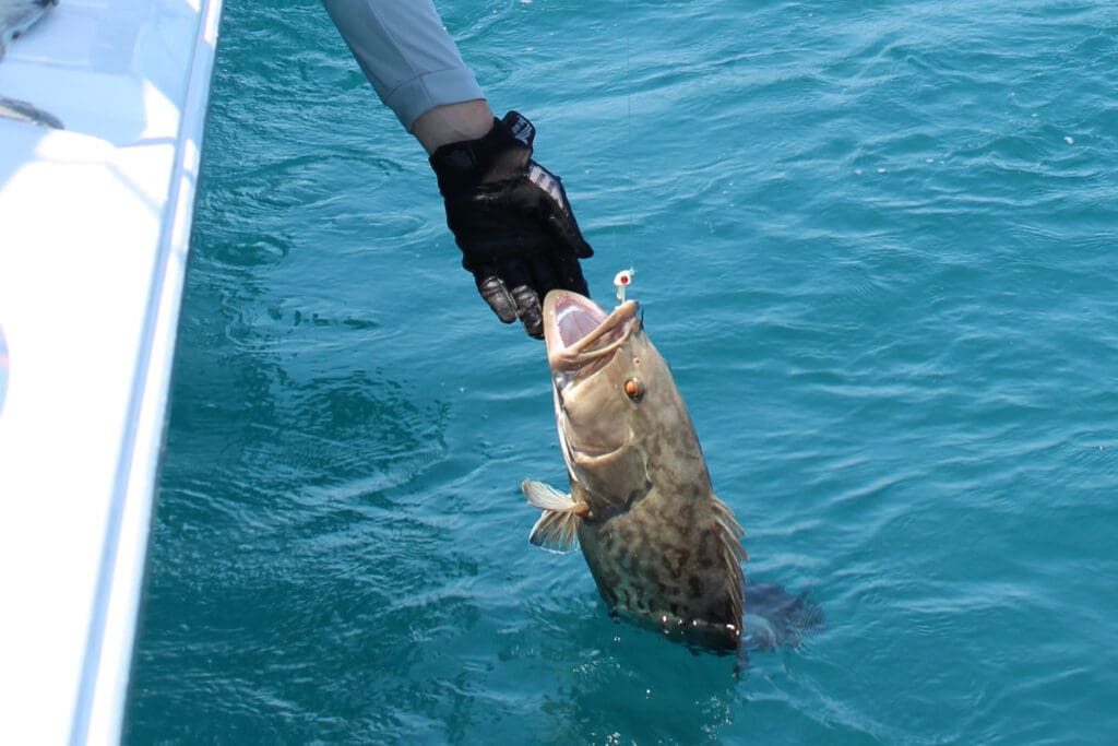 grouper