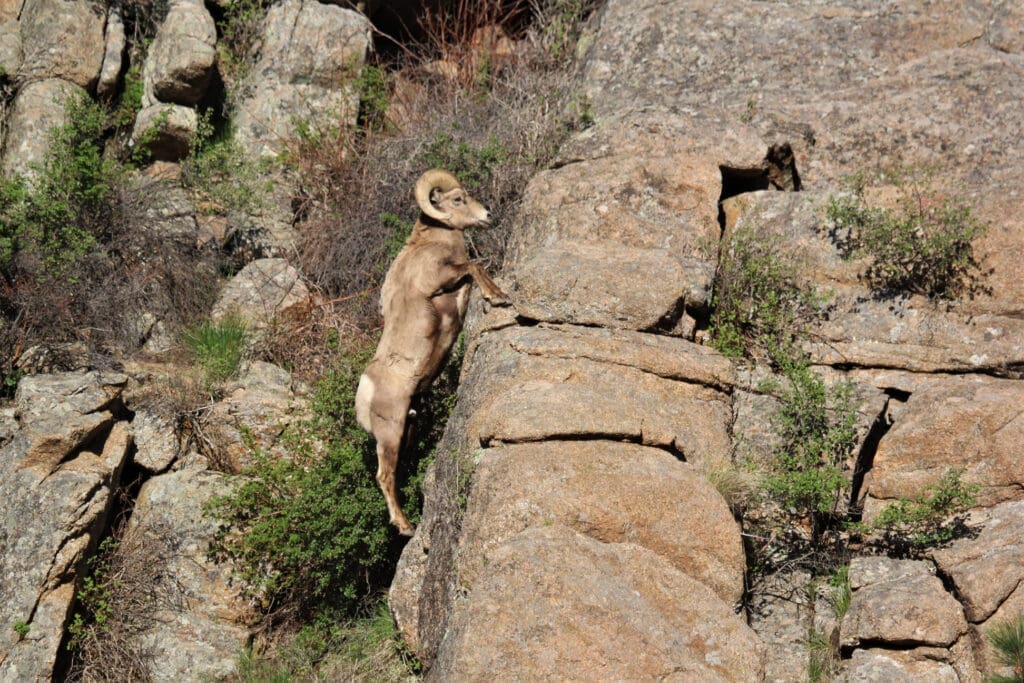 Bighorn sheep have had an uphill climb since domestic sheep and goats introduced disease into their herds in the 1800s. Hunter-conservationist groups like The Texas Bighorn Society and The Wild Sheep Foundation have literally saved these regal animals.
