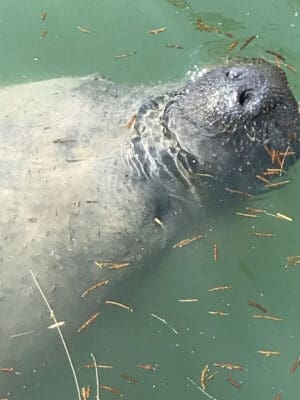 manatee on south padre island
