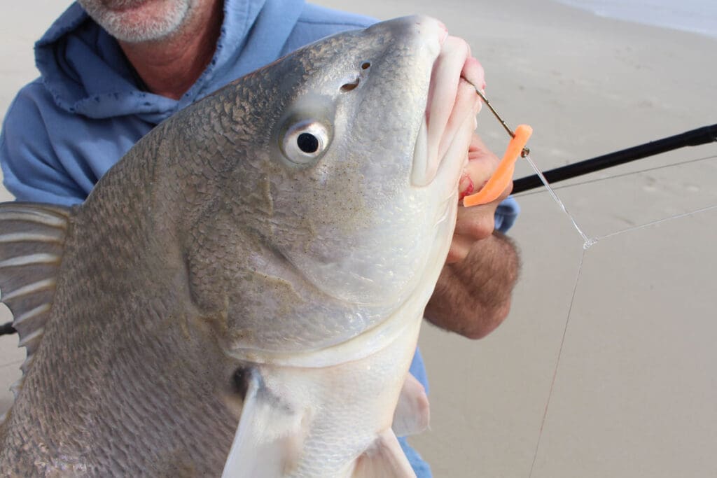 black drum caught on fishbites