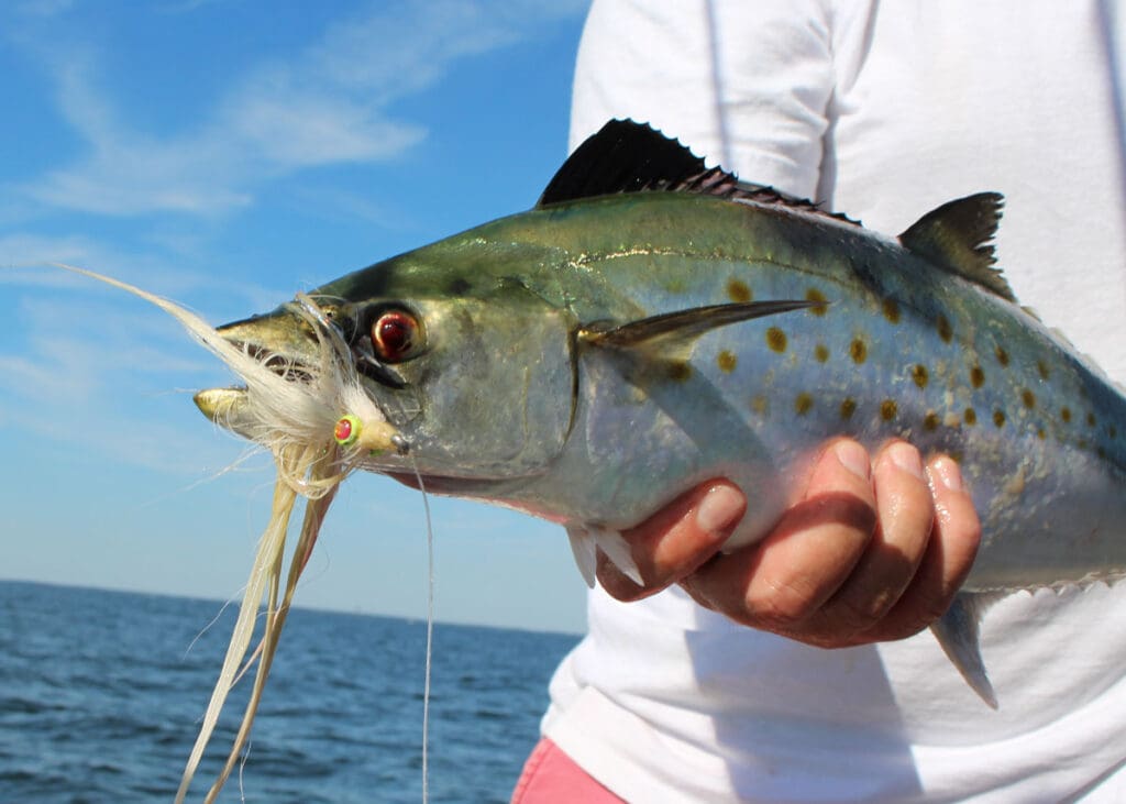 spanish mackerel fly fishing