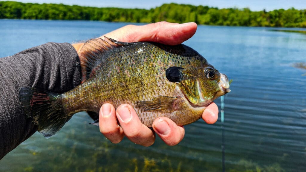 Trophy bluegill are a prize of panfish lovers.