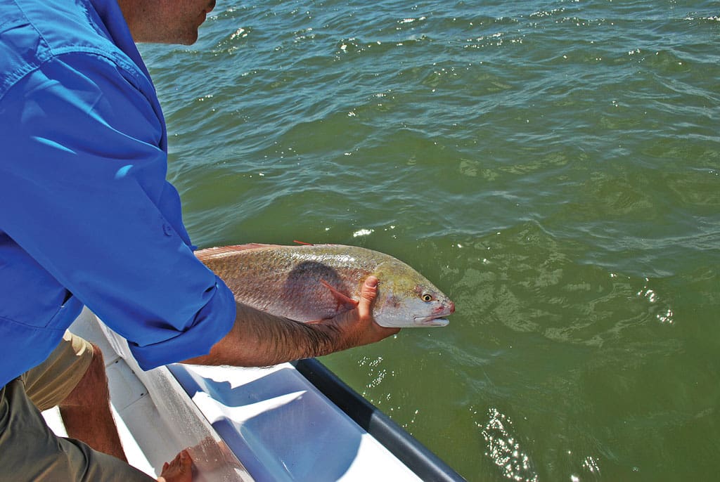 Tagged reds are just one of the big draws to the CCA STAR tournament. Between youth, inshore and offshore divisions, STAR has a total prize package of nearly $2 Million.