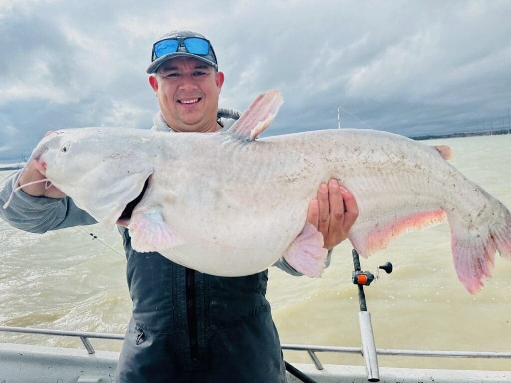 Noel Ibarra displays the blue catfish he caught at Lake Ray Hubbard. Ibarra thinks the fish may have been albino. Fisheries experts say its pale color may be the result of being caught from muddy water.