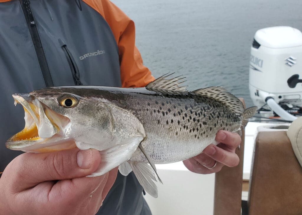 speckled sea trout in the rain