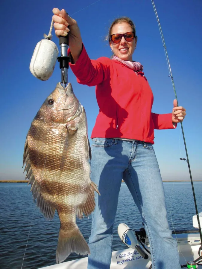 Sheepshead