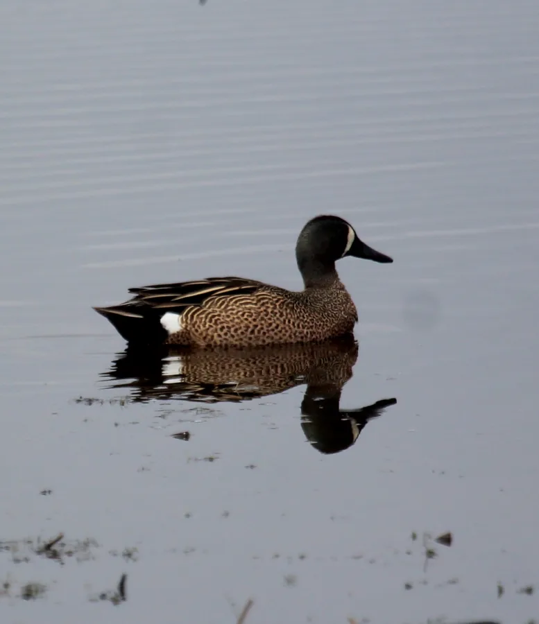 Teal season is just around the corner, so now is the time to practice your calling and organize your decoys.