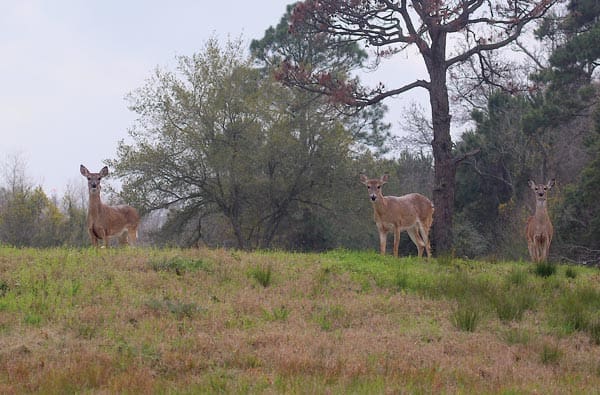 Deer will usually hit natural food sources such as mast crops before hitting corn.