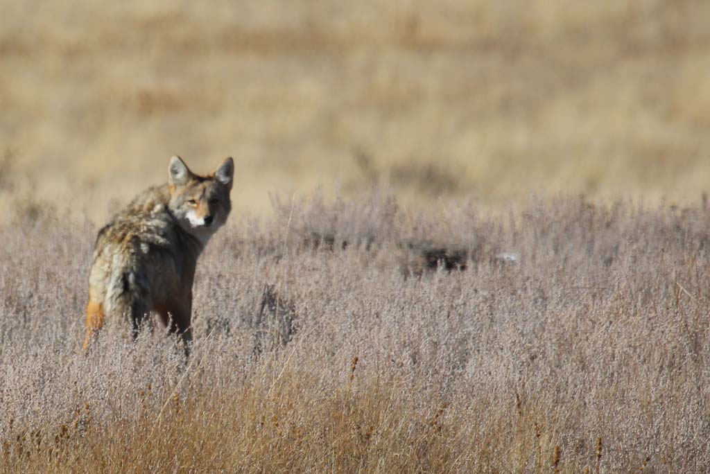 Coyotes need to be managed like any other animal.