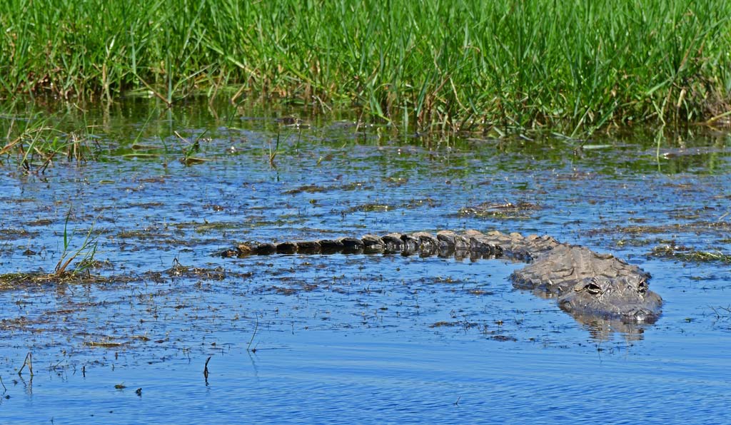Alligators are a big threat to dogs during early teal season.