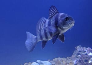 black drum