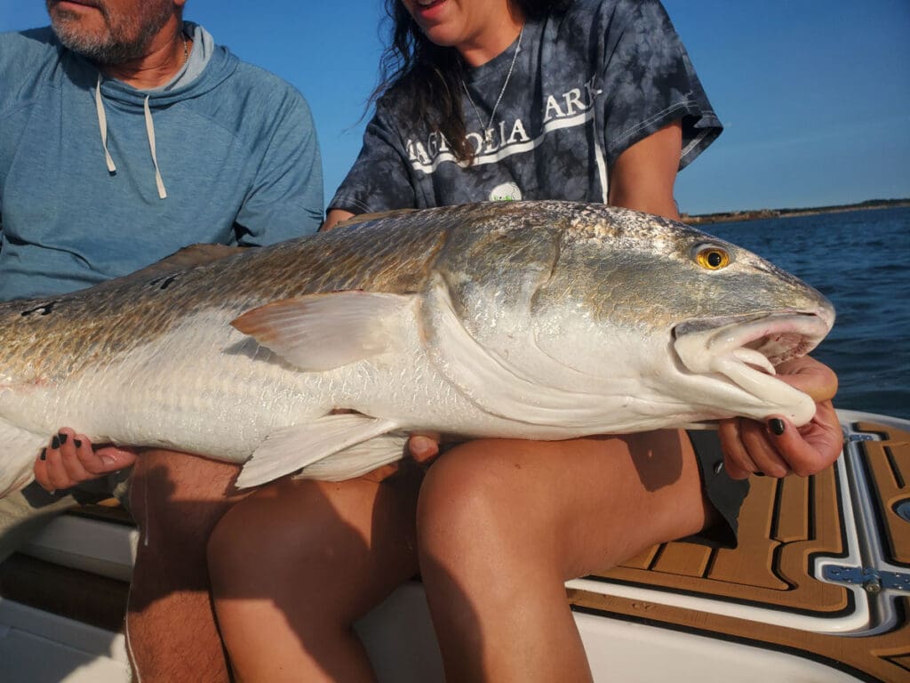 bull redfish