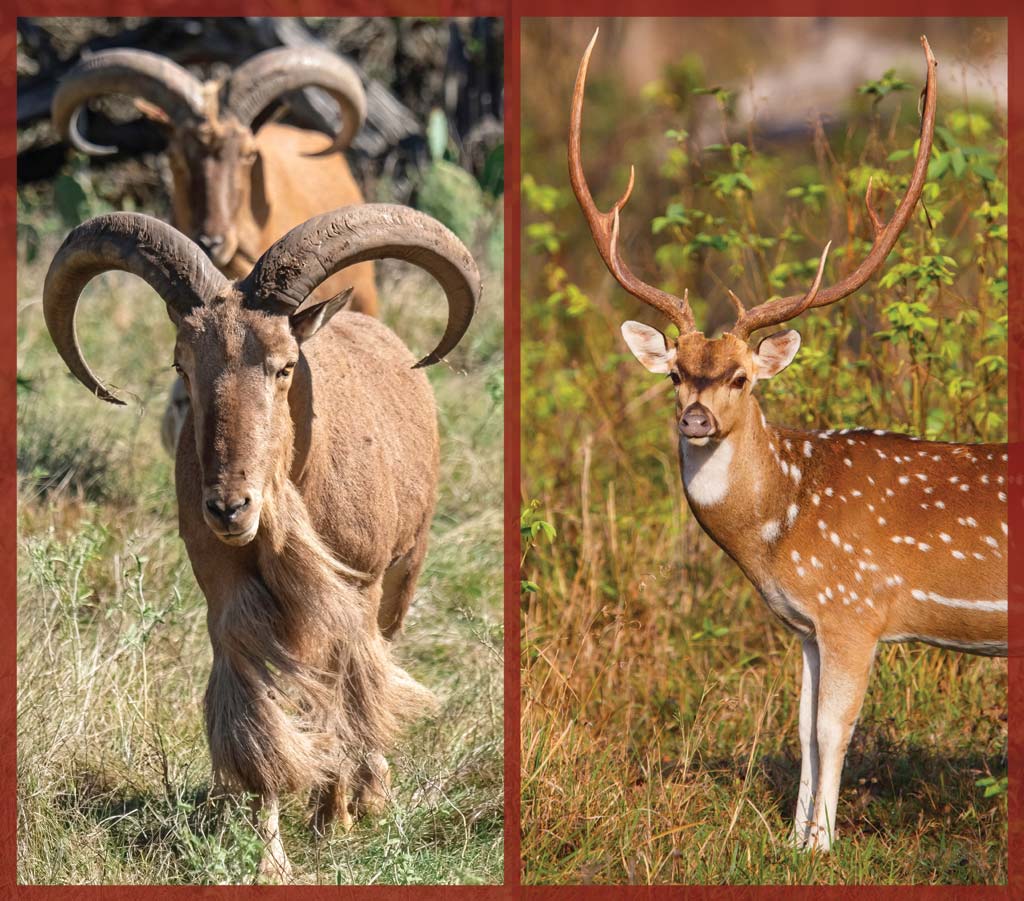 Free-ranging aoudad, axis and other abundant exotics may be an alternative to overpriced deer hunts. Hunters could also consider bartering work on exotic ranches for a chance to hunt some of these animals.