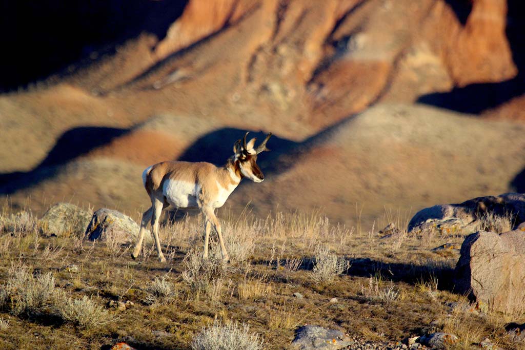 Pronghorns are the fastest land animal in North America and they live in some of the most beautiful places.