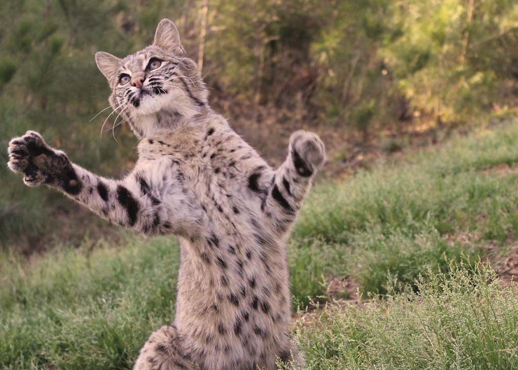 Capturing a bobcat photo is both challenging and rewarding.
