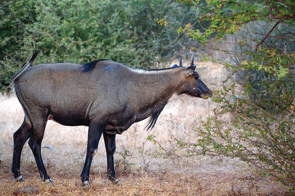 Nilgai are arguably the finest tasting animal of all wild game.