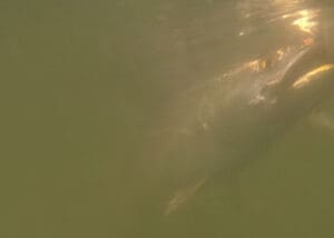speckled trout underwater