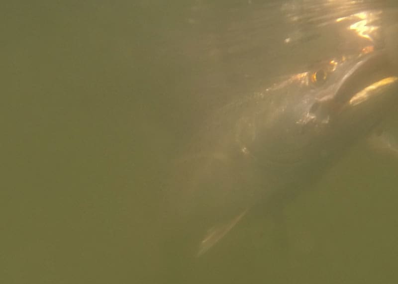 speckled trout underwater