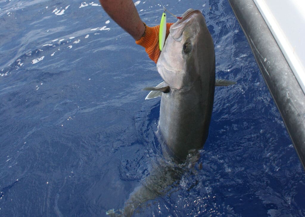 amberjack on a speed jig
