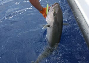 amberjack on a speed jig