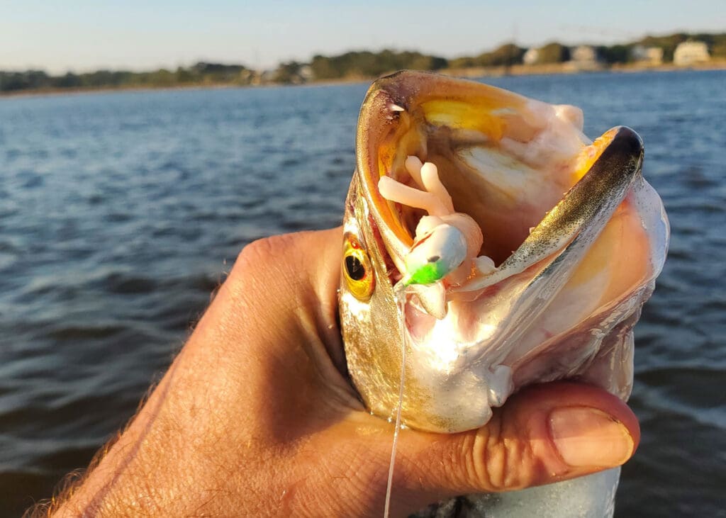 How to Catch Trout on Artificial Shrimp - FishGame How to Catch Trout on Artificial Shrimp - FishGame