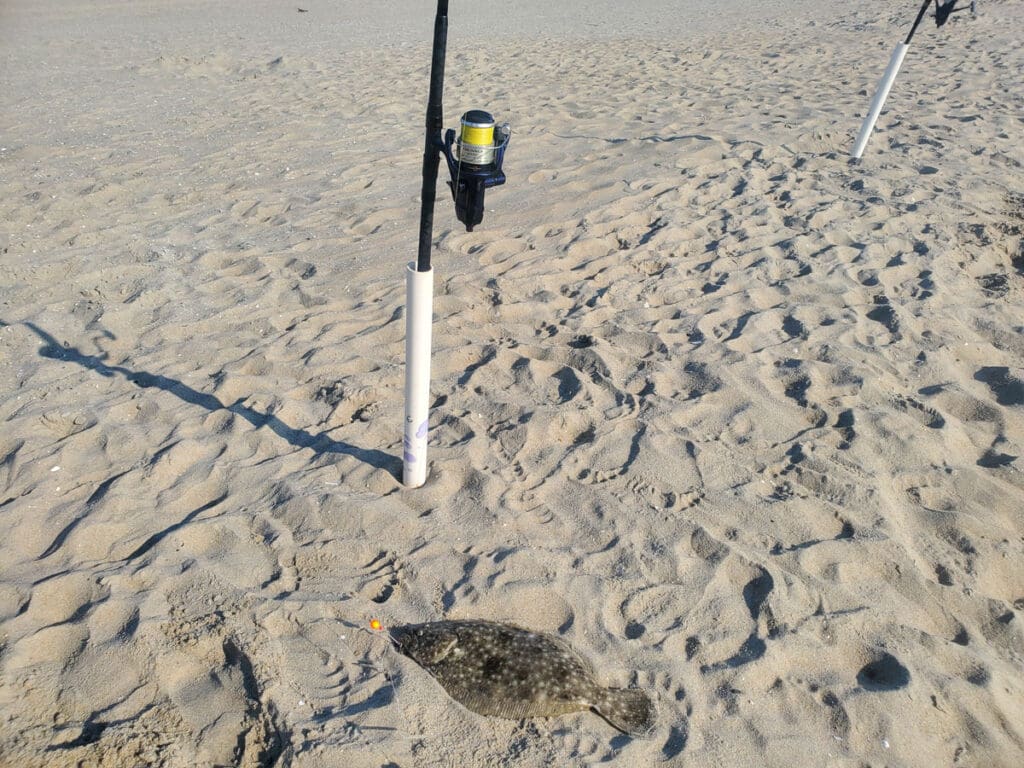 flounder caught in the surf