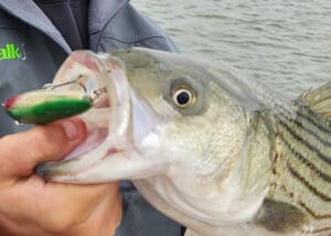 twitchbait fishing lure