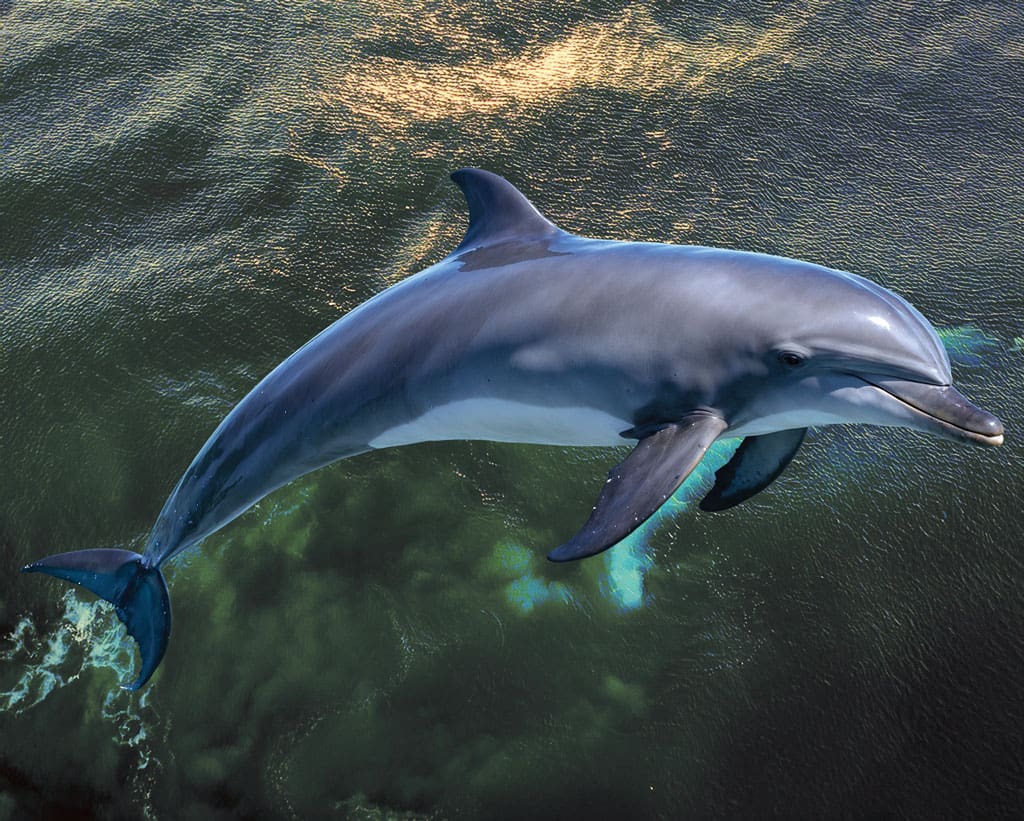 Teen poaching is becoming a problem in Texas, even threatening protected species such as dolphins and eagles.
