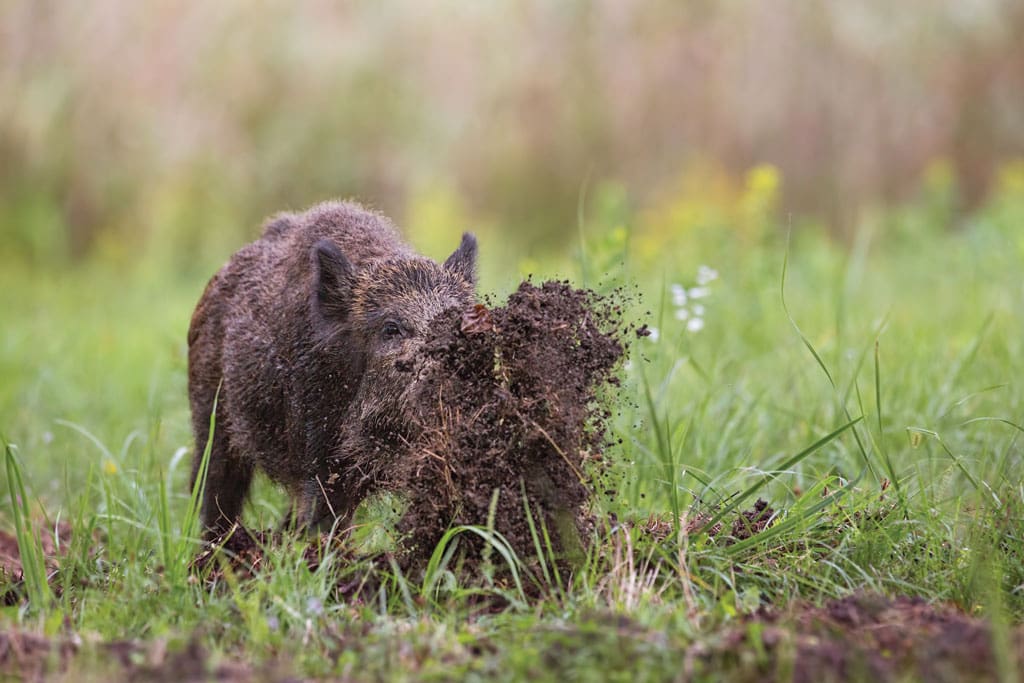 High-tech hunting advances give property owners a fighting chance in the war against the destructive impact of runaway hog populations.
