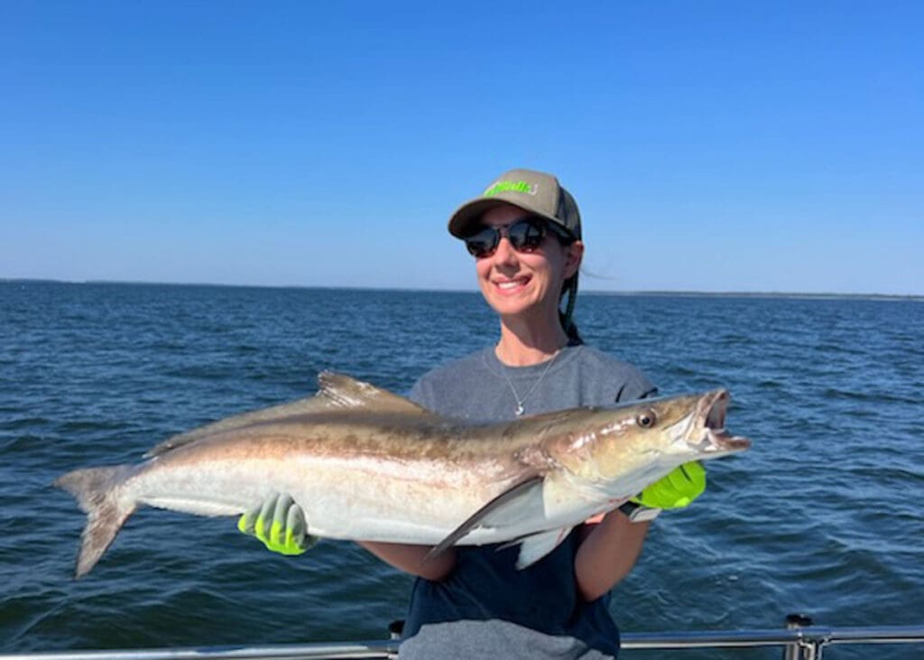 cobia fishing