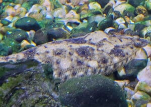 flounder on bottom