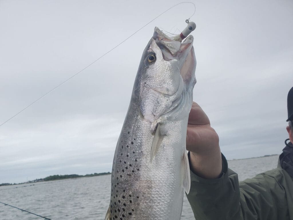 speckled trout on a bucktail