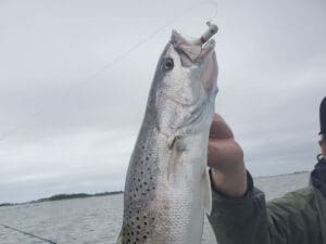 speckled trout on a bucktail