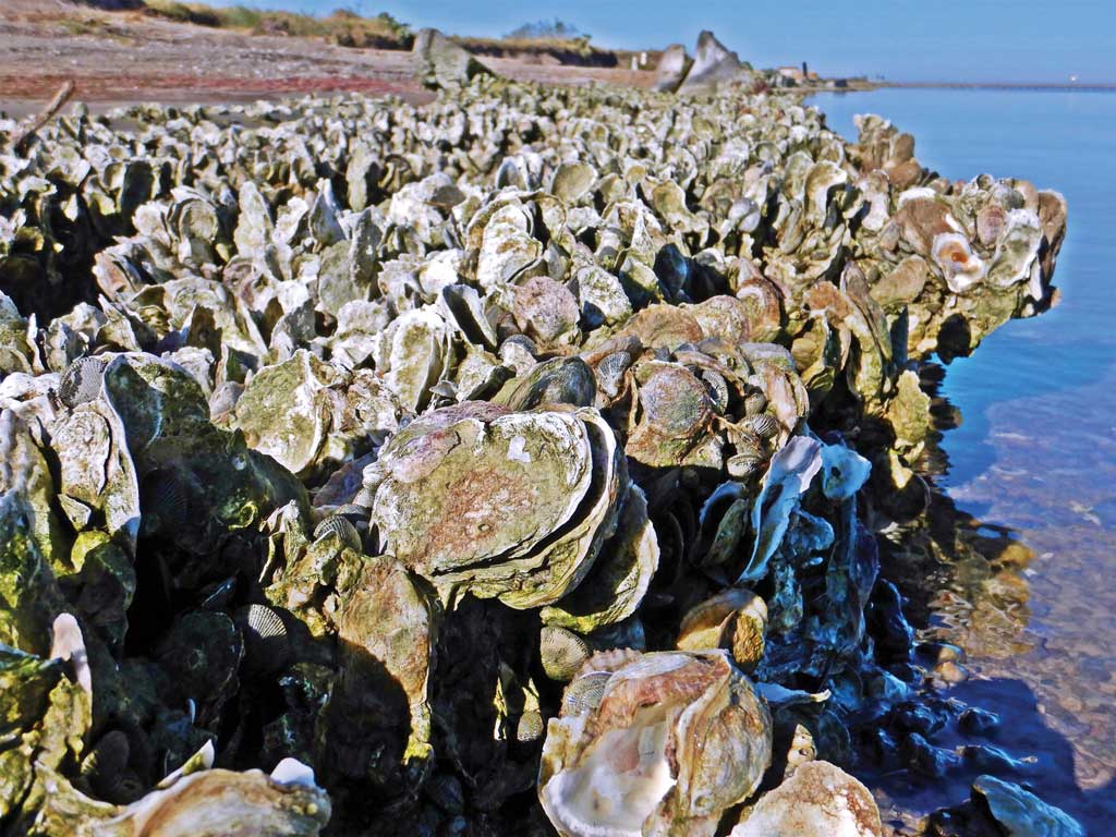For Gulf Coast anglers, healthy oyster reefs are more than a shellfishconcern.