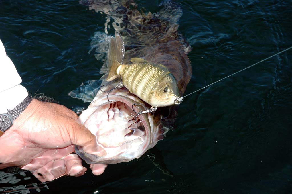 If you’re going after trophy bass, the bigger the bait, the better.