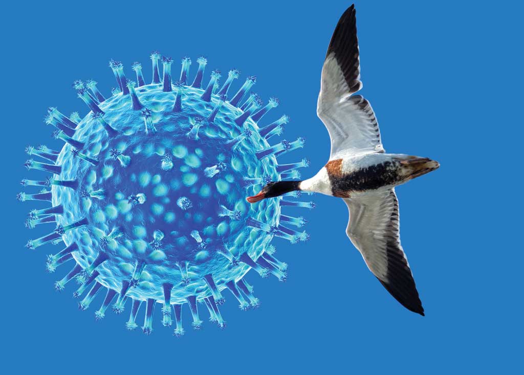 HPAI, the bird flu virus, has been found in waterfowl and other wild birds in Texas.