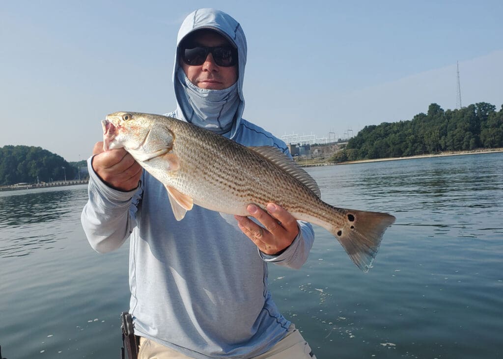redfish caught on a gulp!