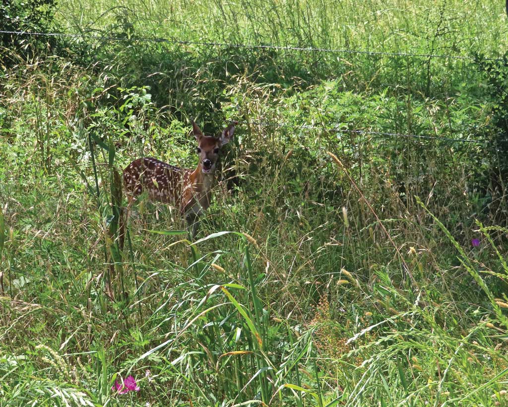 So far, evidence points to a pretty good fawn crop this year.