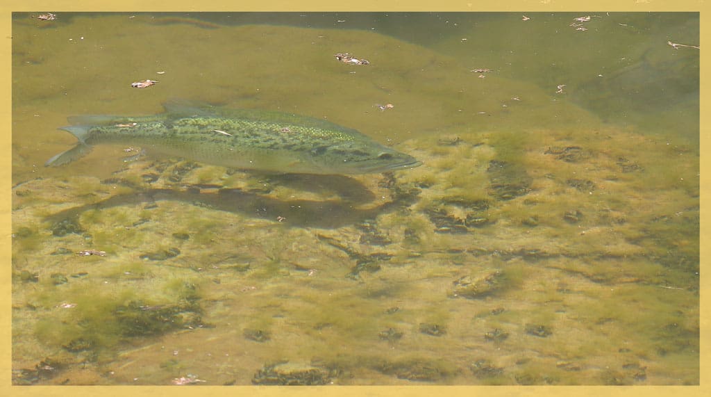 Stream bank fishing can be very productive... if you can get access.