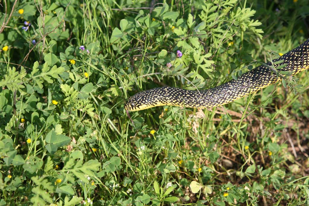 A speckled king snake at Quintana Beach in Freeport.