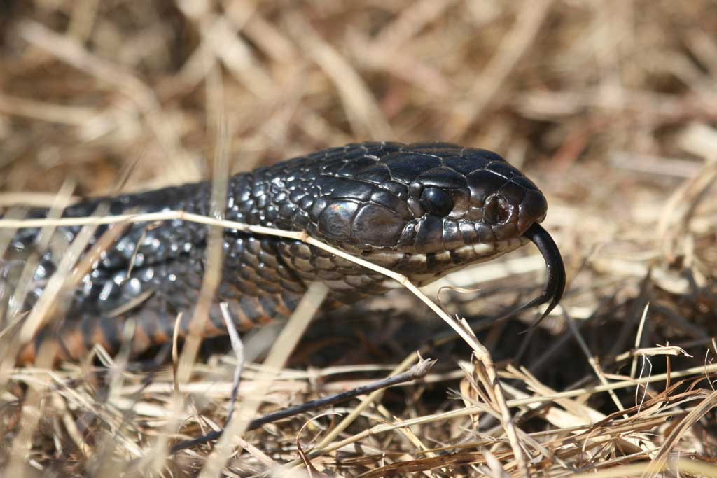 Closeup of an indigo snake in Webb County.